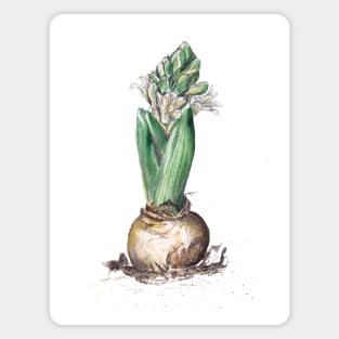 Hyacinth Magnet